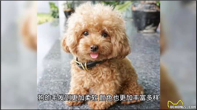 动物世界:狼与狗的区别
