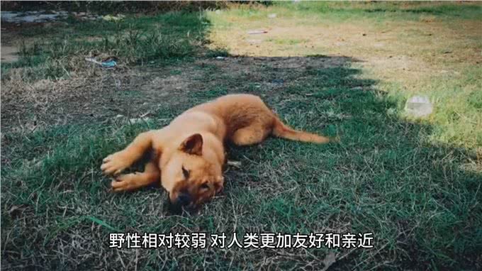 动物世界:狼与狗的区别