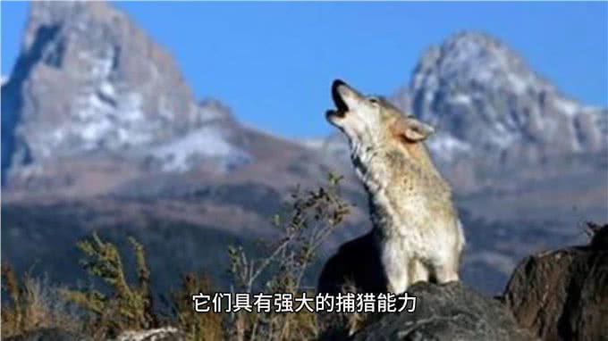 动物世界:狼与狗的区别