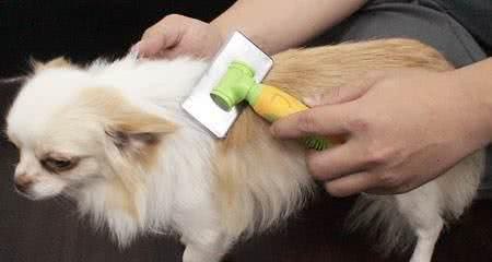 如何清理家里的狗毛?