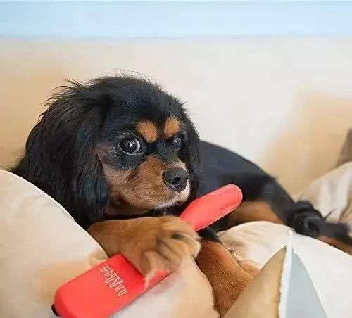 如何清理家里的狗毛?
