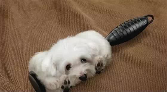 如何清理家里的狗毛?