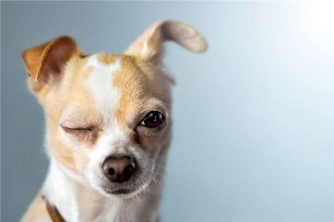 狗狗身上味道重，教你如何快速解决!