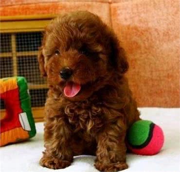 你知道吉娃娃,但你真的认识贵宾犬吗?说说不一样的小型犬(一)