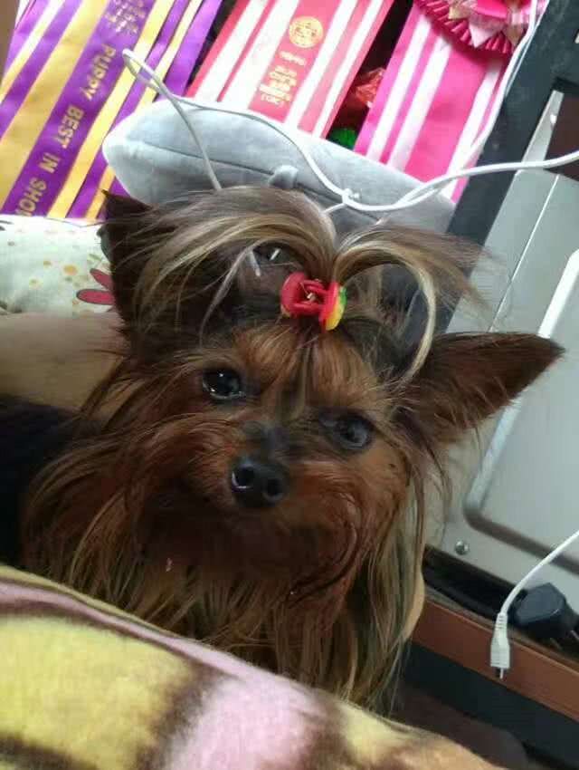 你知道吉娃娃,但你真的认识贵宾犬吗?说说不一样的小型犬(一)