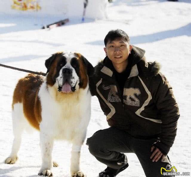 世界上战斗力最强的十大犬类，敢来干架吗