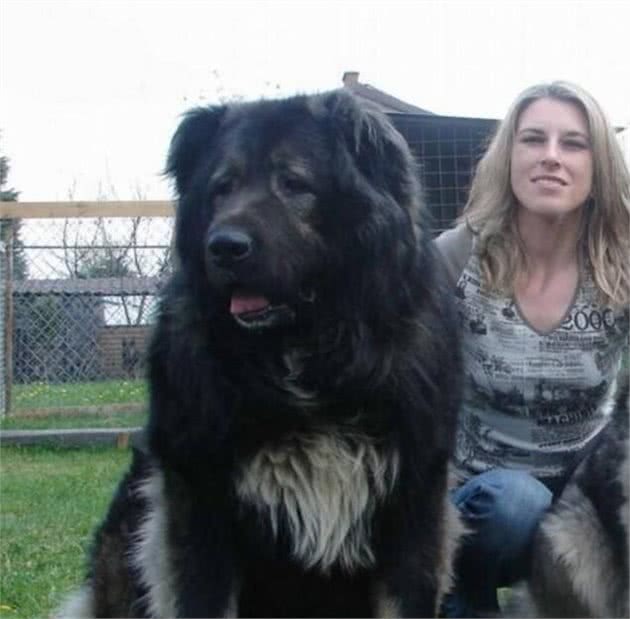世界上战斗力最强的十大犬类，敢来干架吗