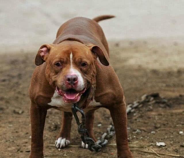世界上战斗力最强的十大犬类，敢来干架吗