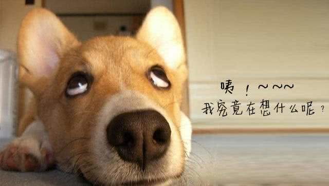 狗狗得抑郁症的原因，这些情况一定要重视才可以!