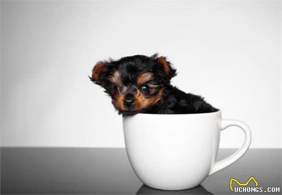 茶杯犬价格昂贵的5个原因，网友：我宁愿不买