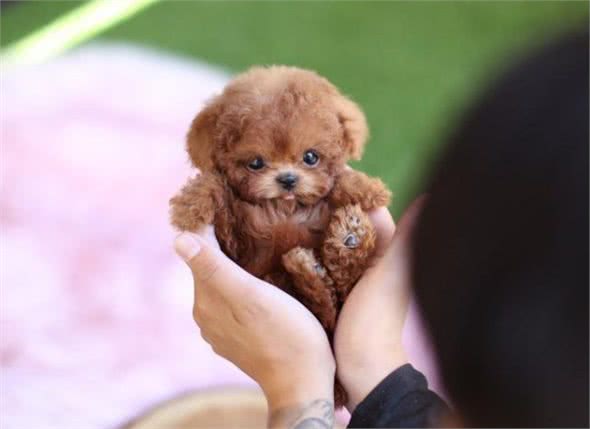 茶杯犬价格昂贵的5个原因，网友：我宁愿不买