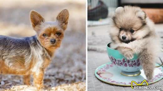 茶杯犬价格昂贵的5个原因，网友：我宁愿不买