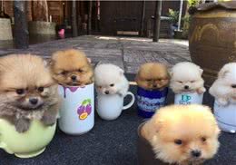茶杯犬价格昂贵的5个原因，网友：我宁愿不买