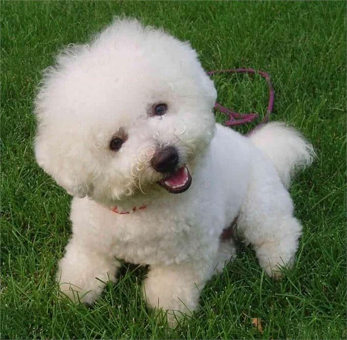 颜值爆表的比熊犬，倾倒喜欢宠物狗的小女生