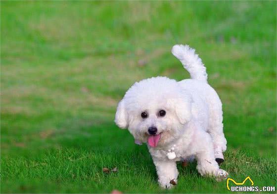 颜值爆表的比熊犬，倾倒喜欢宠物狗的小女生