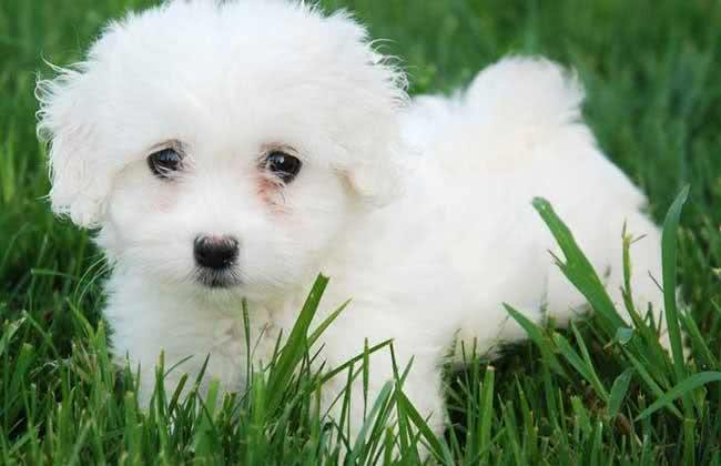 颜值爆表的比熊犬，倾倒喜欢宠物狗的小女生