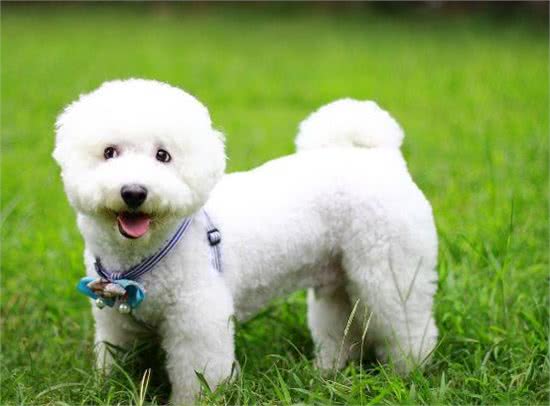 颜值爆表的比熊犬，倾倒喜欢宠物狗的小女生