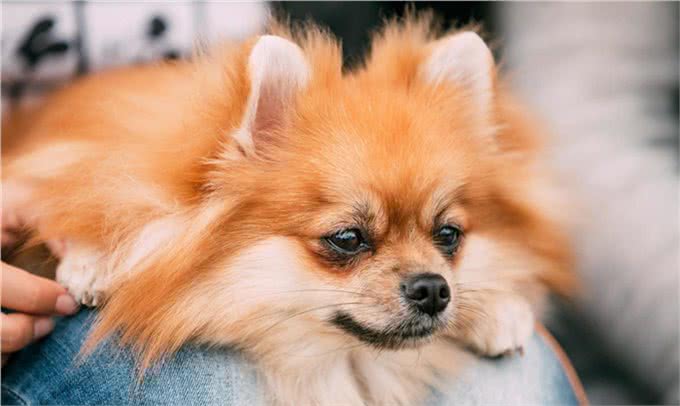 博美犬可以吃的食物有哪些?博美犬可以吃什么?