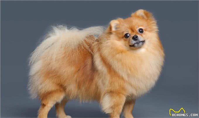 博美犬可以吃的食物有哪些?博美犬可以吃什么?
