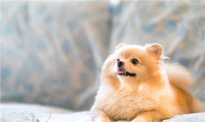 博美犬可以吃的食物有哪些?博美犬可以吃什么?