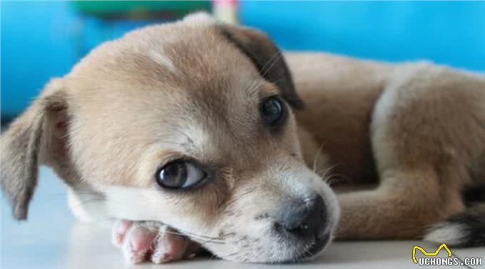 犬细小病毒危害大，为了狗狗的健康，在平时一定要注意这几点