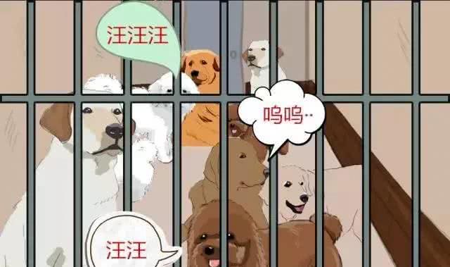 相由心生，境随心转.如何从面相上挑选健康狗狗?