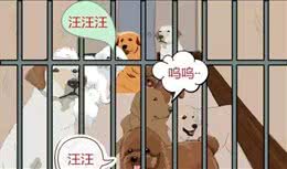 相由心生，境随心转.如何从面相上挑选健康狗狗?
