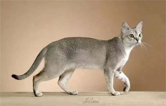猫咪品种大盘点14:新加坡猫