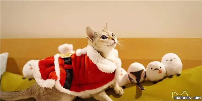 猫咪品种大盘点14:新加坡猫