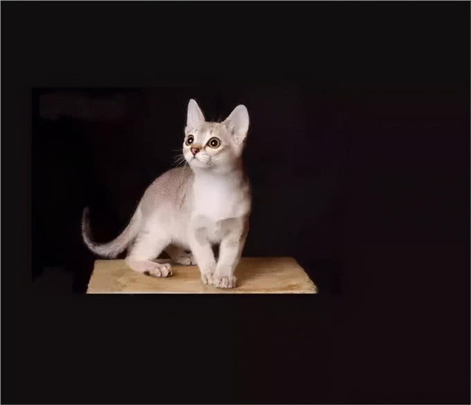 猫咪品种大盘点14:新加坡猫