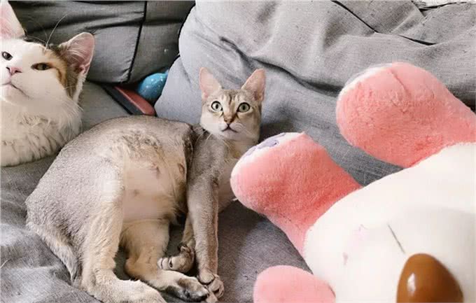 猫咪品种大盘点14:新加坡猫
