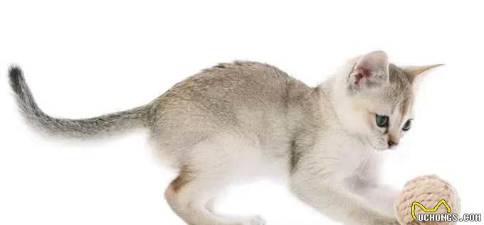 猫咪品种大盘点14:新加坡猫