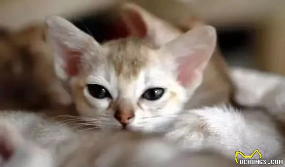 猫咪品种大盘点14:新加坡猫