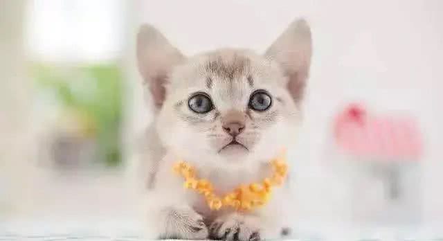 猫咪品种大盘点14:新加坡猫