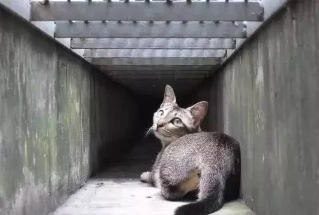 猫咪品种大盘点14:新加坡猫