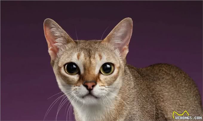 猫咪品种大盘点14:新加坡猫