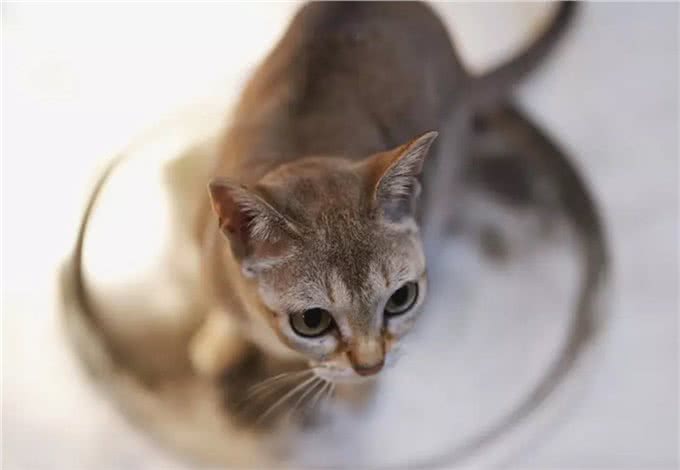 猫咪品种大盘点14:新加坡猫