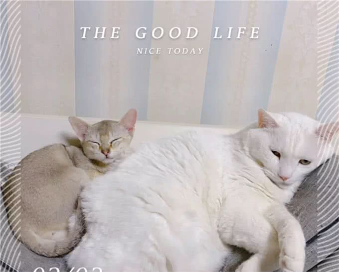 猫咪品种大盘点14:新加坡猫