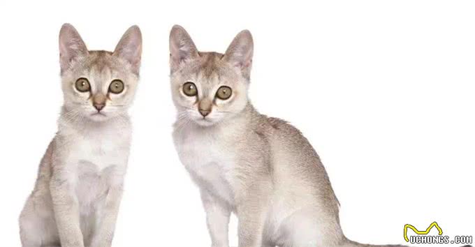 猫咪品种大盘点14:新加坡猫