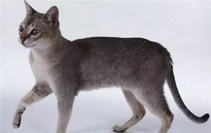 猫咪品种大盘点14:新加坡猫