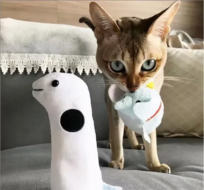 猫咪品种大盘点14:新加坡猫