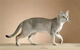 猫咪品种大盘点14:新加坡猫