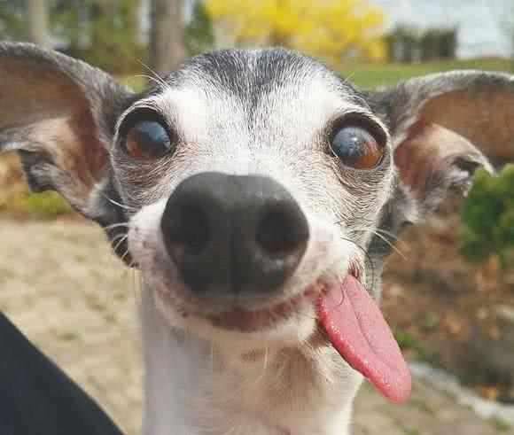 狗狗步入老年期时的注意事项