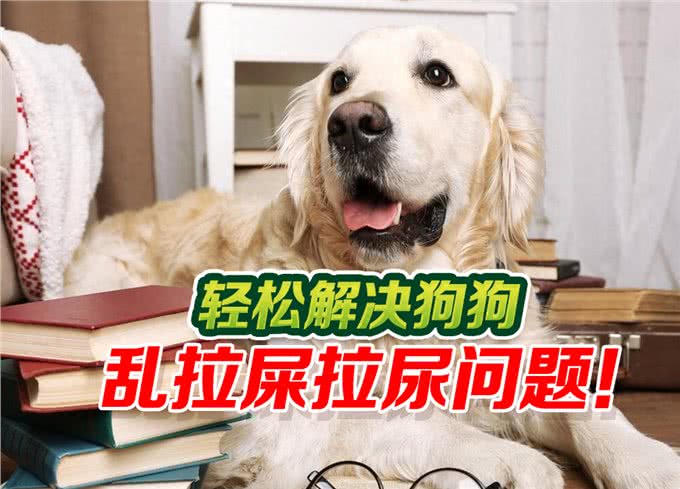 狗乱拉屎拉尿怎么教育?狗狗定点排便训练全攻略