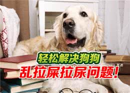 狗乱拉屎拉尿怎么教育?狗狗定点排便训练全攻略