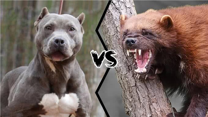 比特犬vs狼獾，家养与野生的巅峰对决，谁才是最无畏的王者?