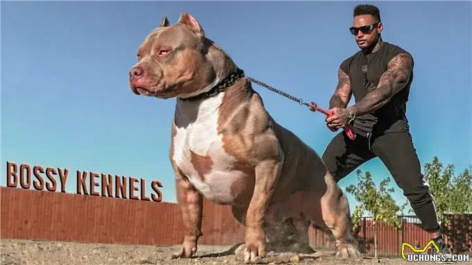 比特犬vs狼獾，家养与野生的巅峰对决，谁才是最无畏的王者?