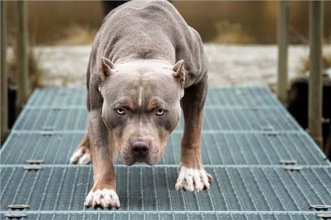 比特犬vs狼獾，家养与野生的巅峰对决，谁才是最无畏的王者?