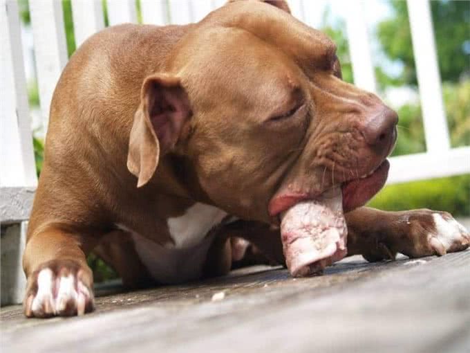 比特犬vs狼獾，家养与野生的巅峰对决，谁才是最无畏的王者?