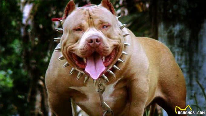 比特犬vs狼獾，家养与野生的巅峰对决，谁才是最无畏的王者?
